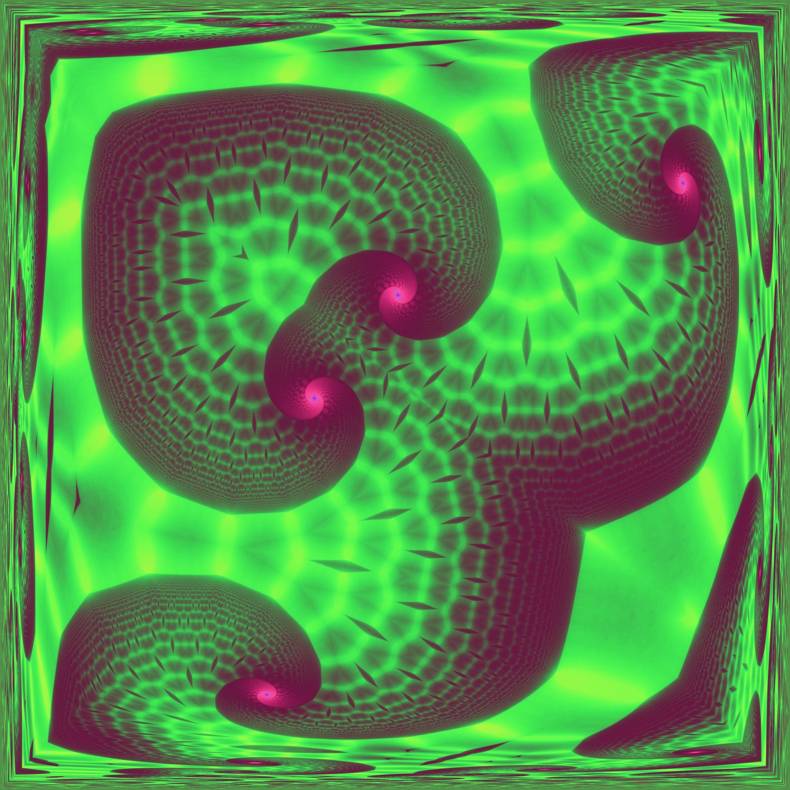 Lime Nautilus