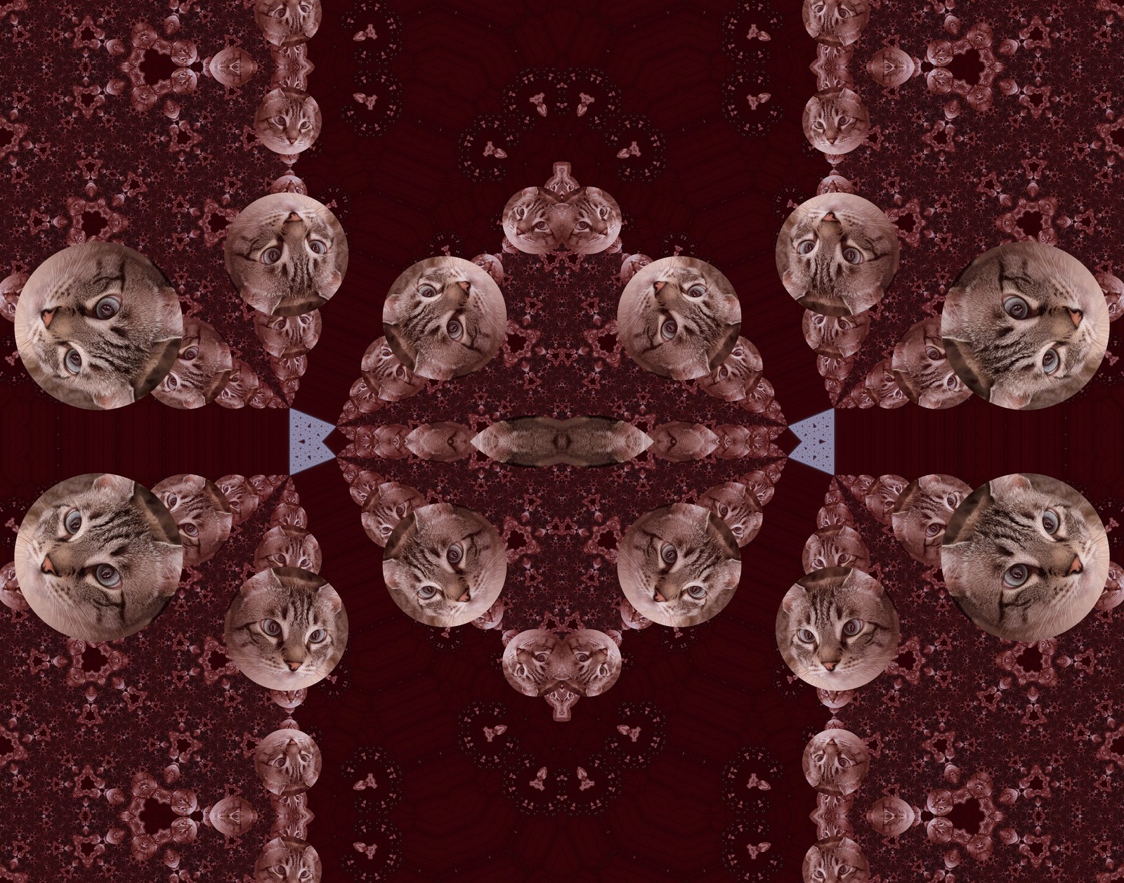 Tabby Mandala